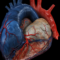 alekkks_An_accurate_representation_of_pericardial_effusion_port_57ad6a6f-3339-4e16-8464-b6d46a866dd1