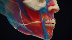 alekkks_Detailed_3D_visualization_of_a_nasal_fracture_featuring_18731b93-8363-4d18-9b19-50b40c7c5407