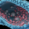 alekkks_Photorealistic_depiction_of_Benign_Ovarian_and_Fallopia_c1942fc7-8c28-425a-bd13-8894d87bb2ca